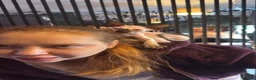 Sphynx cats for sale: Bambino sprinkles in Dunstable - Advert 4