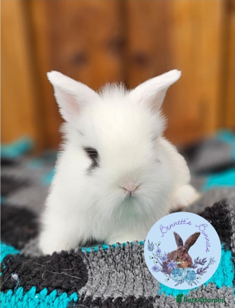 Mini Lion Lop rabbits Double Maned Mini Lion Lops  - Advert 1