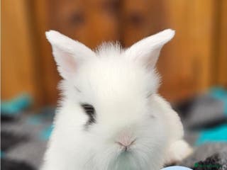 Mini Lion Lop rabbits Double Maned Mini Lion Lops - Advert 5