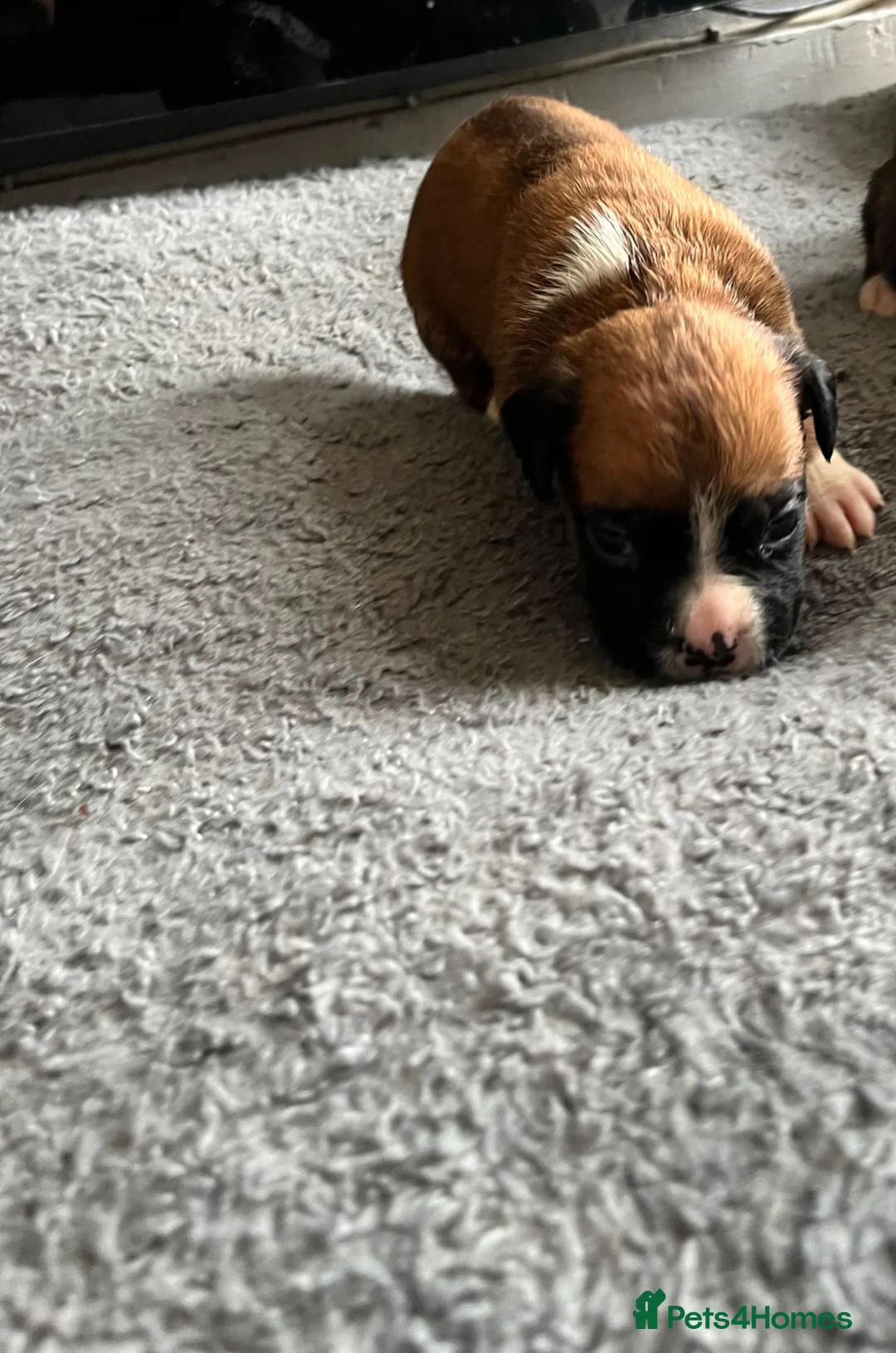 Boxer dogs for sale: KC/non kc beautiful boxer litter Bob and long tail - Advert 27