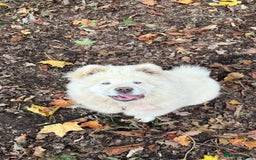 Chow Chow dogs for sale: Female chow chow  - Image 2