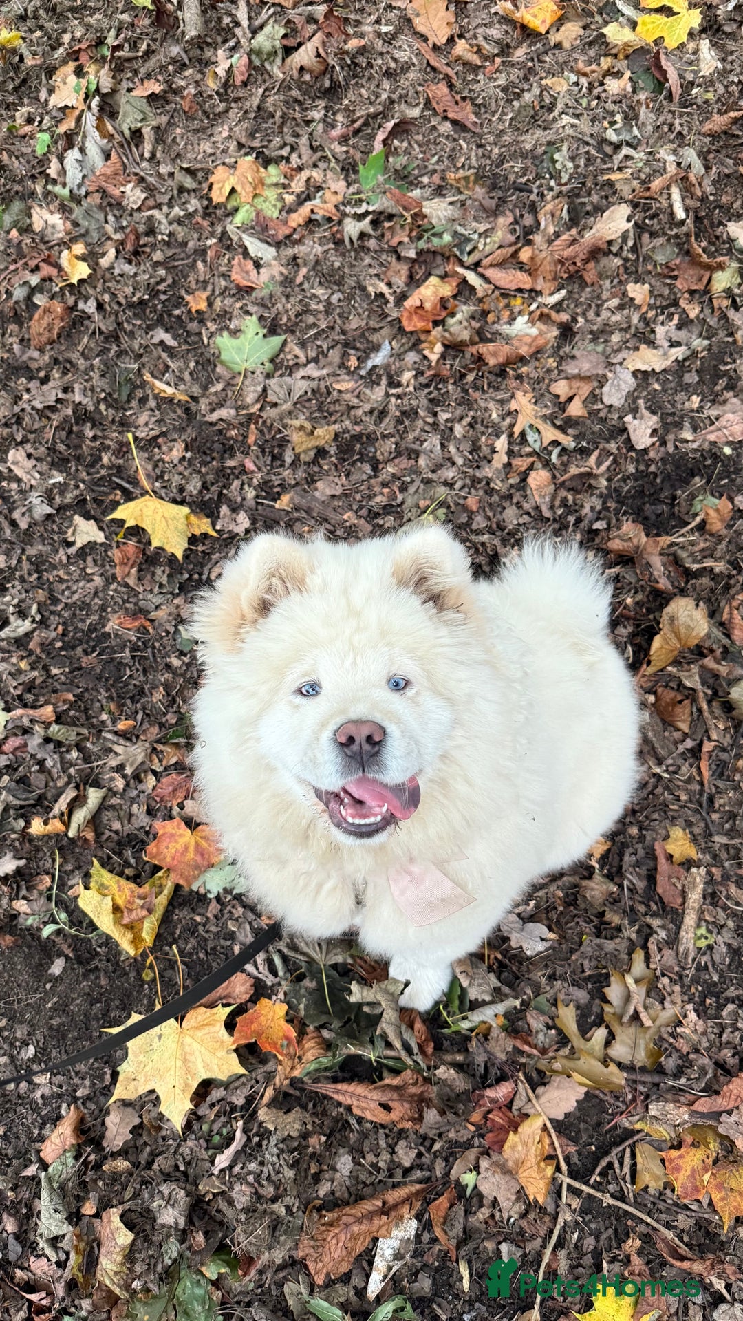 Chow Chow dogs for sale: Female chow chow  - Image 2