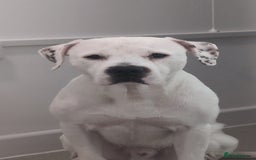 Mixed Breed dogs for sale: Staffy mix - Image 2