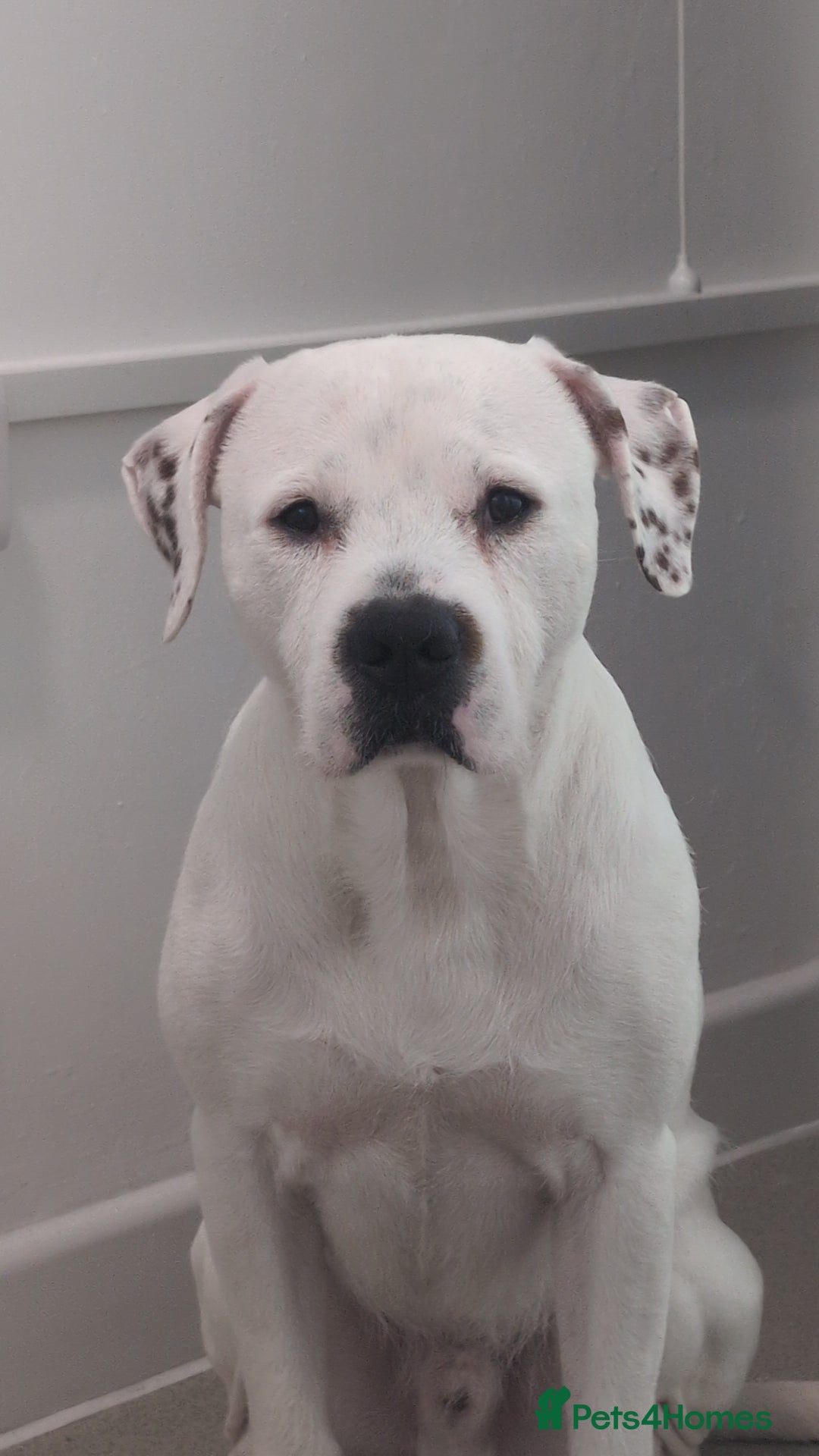 Mixed Breed dogs for sale: Staffy mix - Image 2