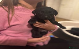 Labrador Retriever dogs for sale: Outstanding Litter of KC registered Labradors  - Image 22