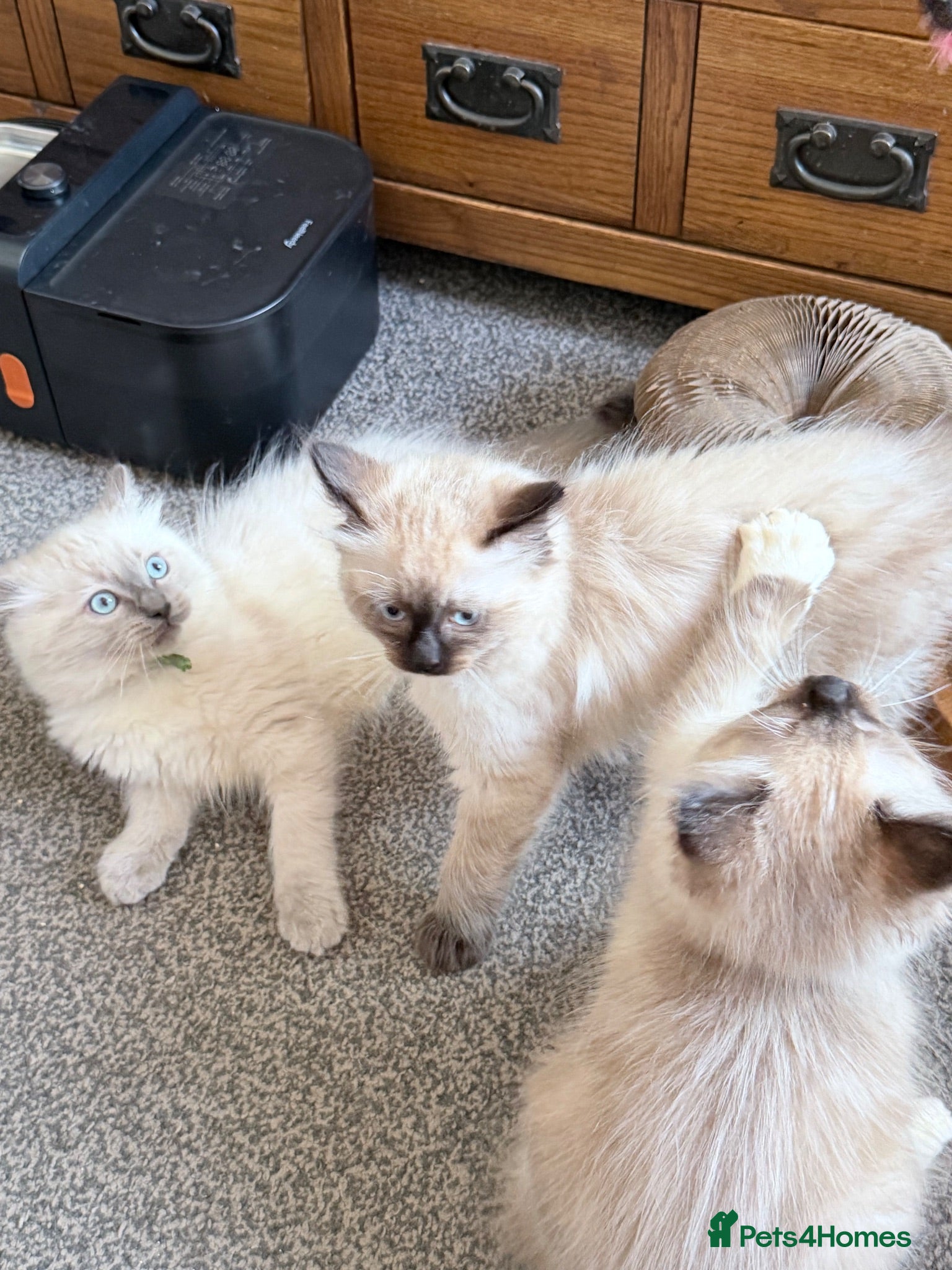 Ragdoll cats 3 full Ragdoll boys  - Advert 1