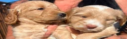 Cockapoo dogs for sale: Stunning cockapoo puppies in Beccles - Advert 9