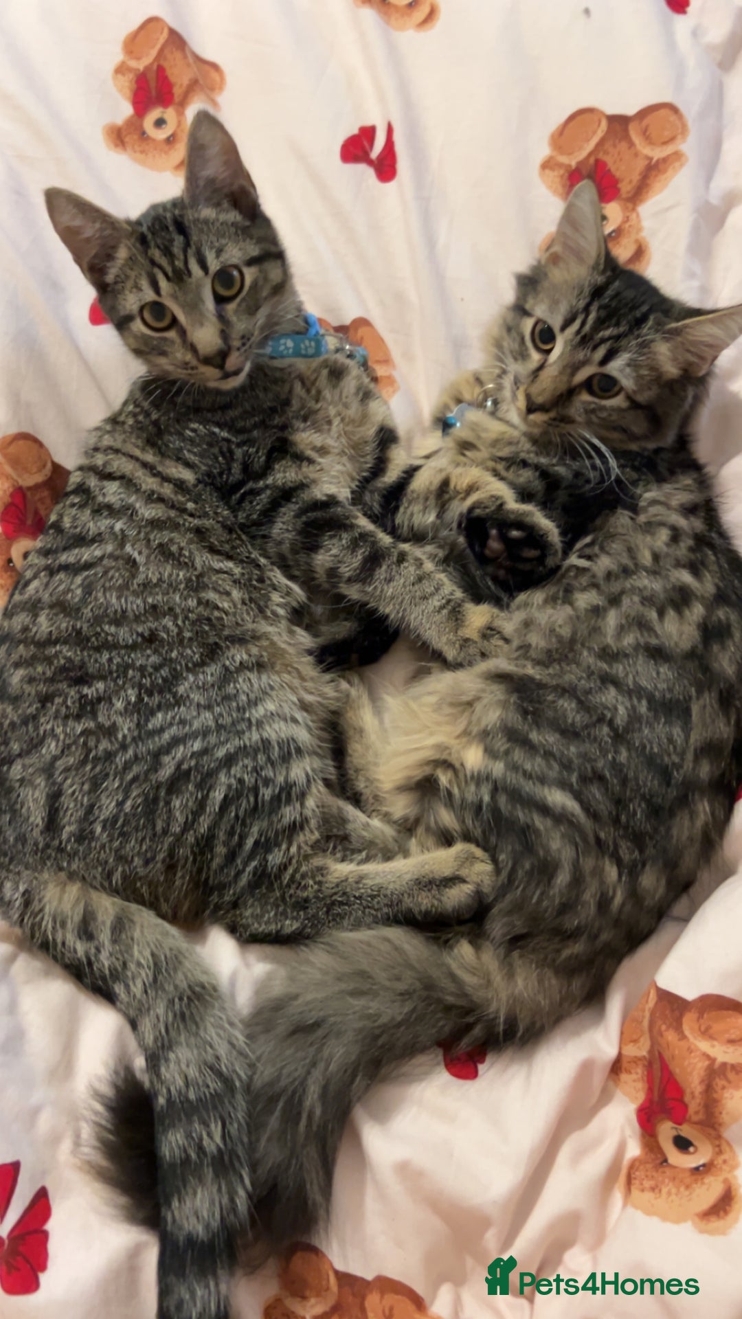 British Longhair cats for sale: 2 kittens looking for a new home  - Advert 2