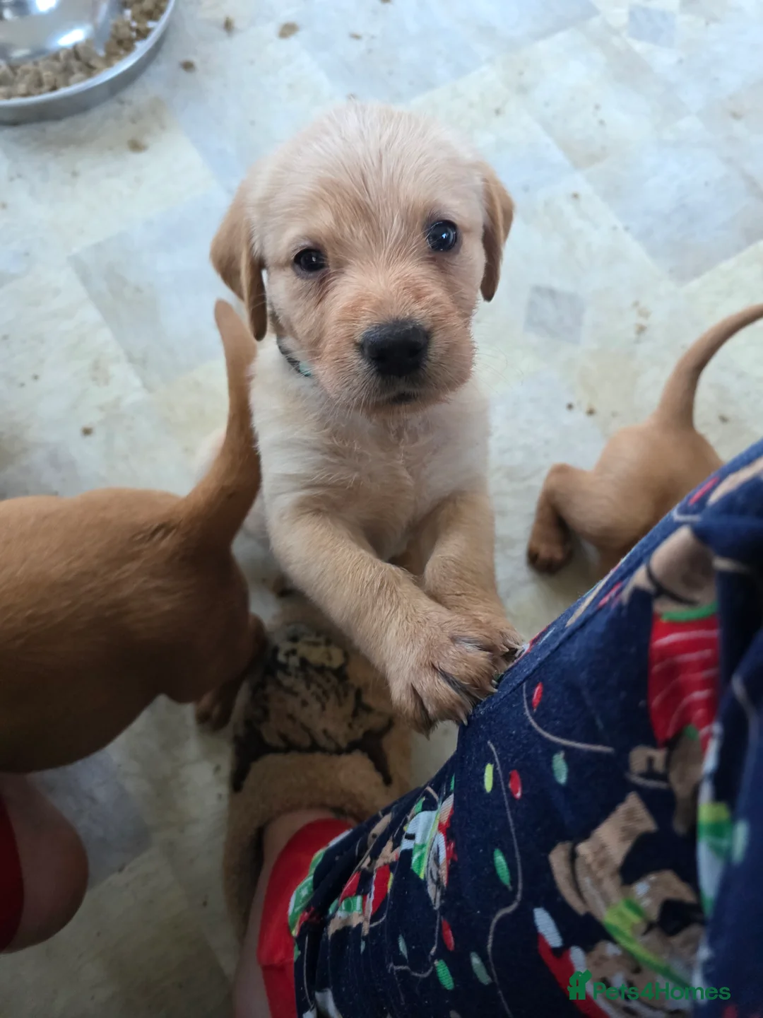 Mixed Breed dogs for sale: Vizslador Puppies  in Fraserburgh - Advert 2
