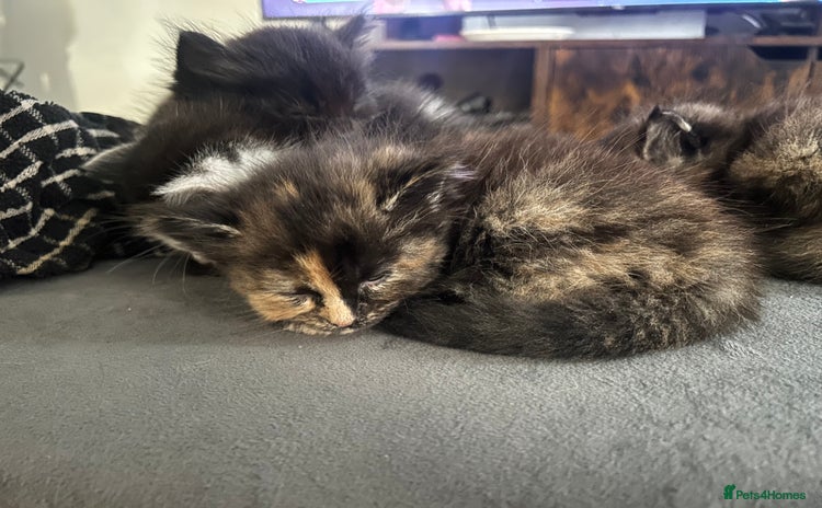 Domestic Shorthair cats - Advert 1