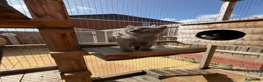 British Shorthair 2