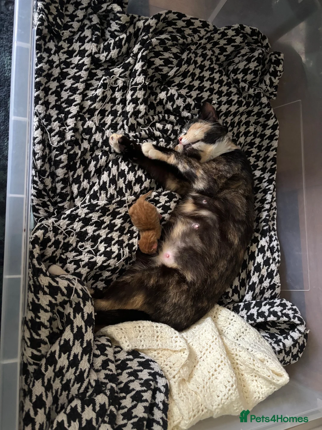 Mixed Breed cats for sale: Ginger male kitten- ready to leave in Calne - Advert 1