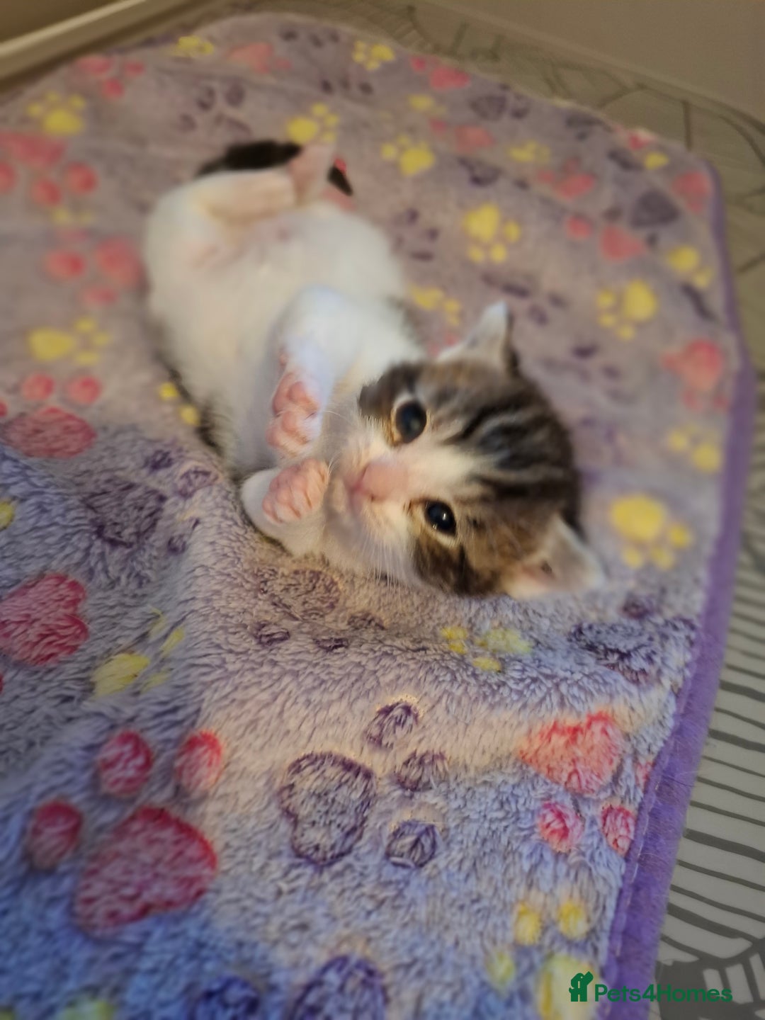 Mixed Breed cats for sale: Single kitten  - Advert 5