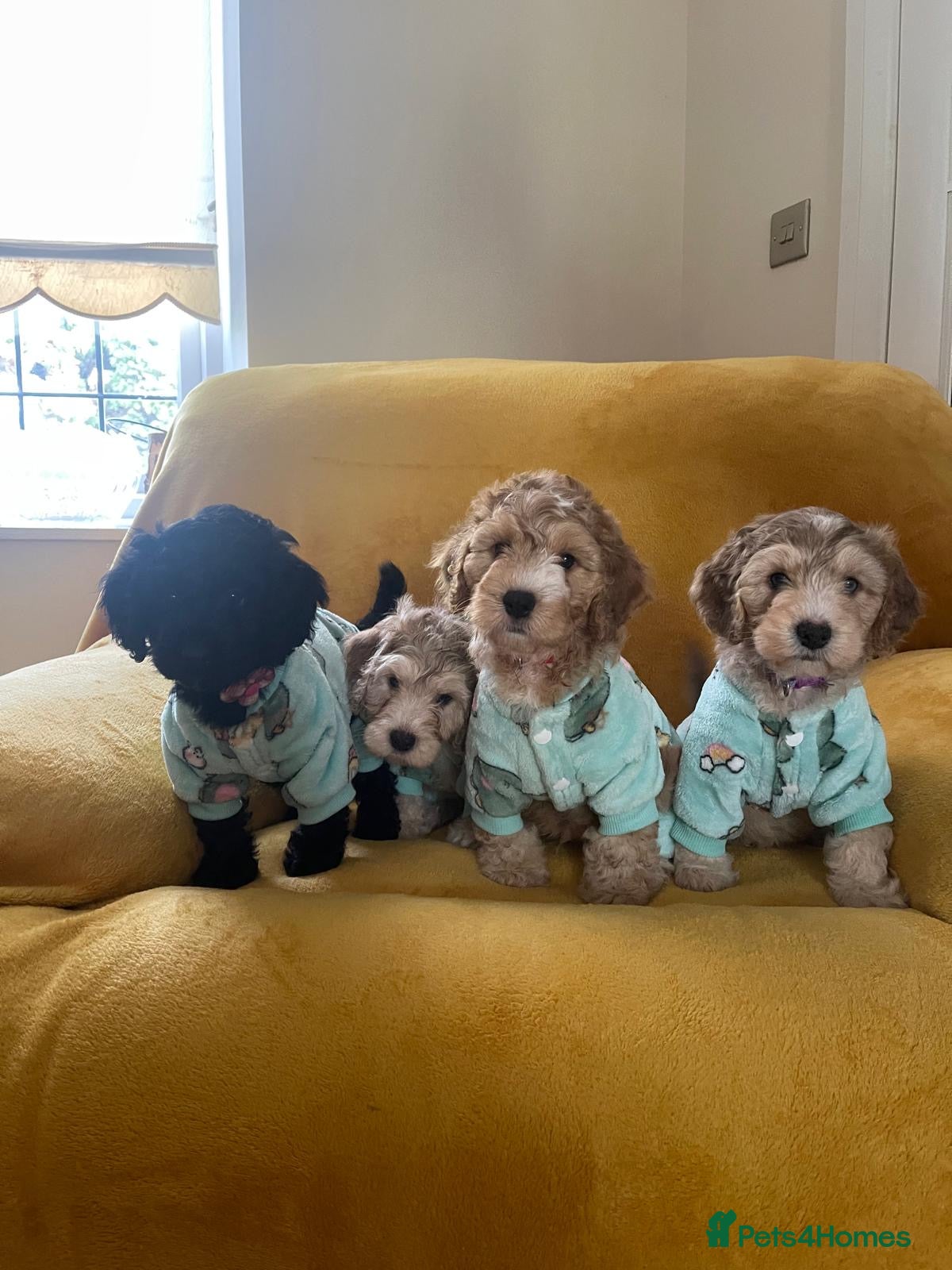 Cockapoo dogs Beautiful Cockapoo puppies - exceptional standard - Advert 2