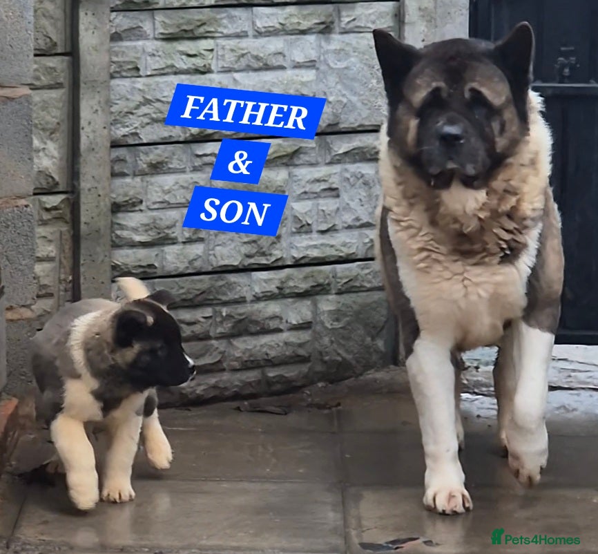 Akita dogs AMERICAN AKITA BLACK MASK BEARS - Advert 6