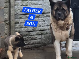 Akita dogs AMERICAN AKITA BLACK MASK BEARS - Advert 6