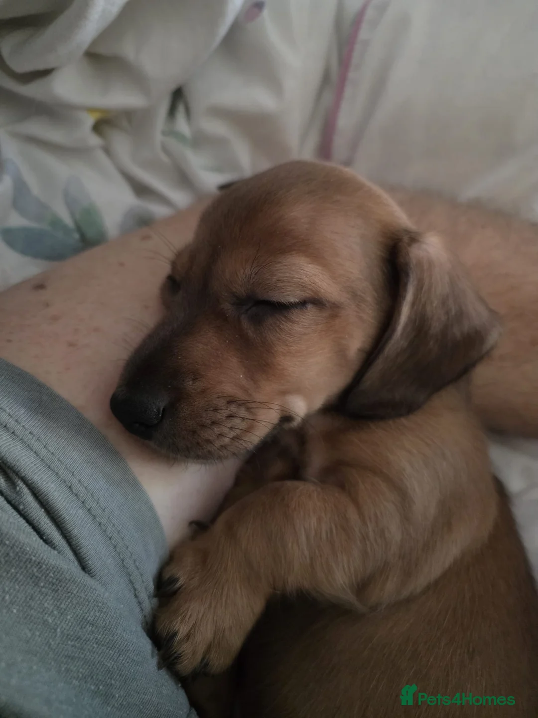 Miniature Dachshund dogs for sale: Beautiful miniature dachshund - Advert 10