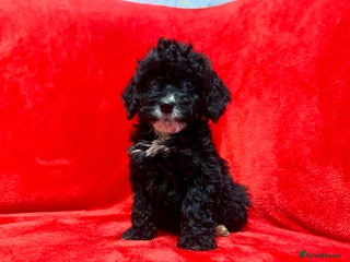 Cockapoo dogs 🐶4 Cockerpoos– Ready to Leave Friday🐶 - Advert 3