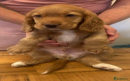 Cocker Spaniel dogs for sale: Our last pup ready to go!  - Image 3