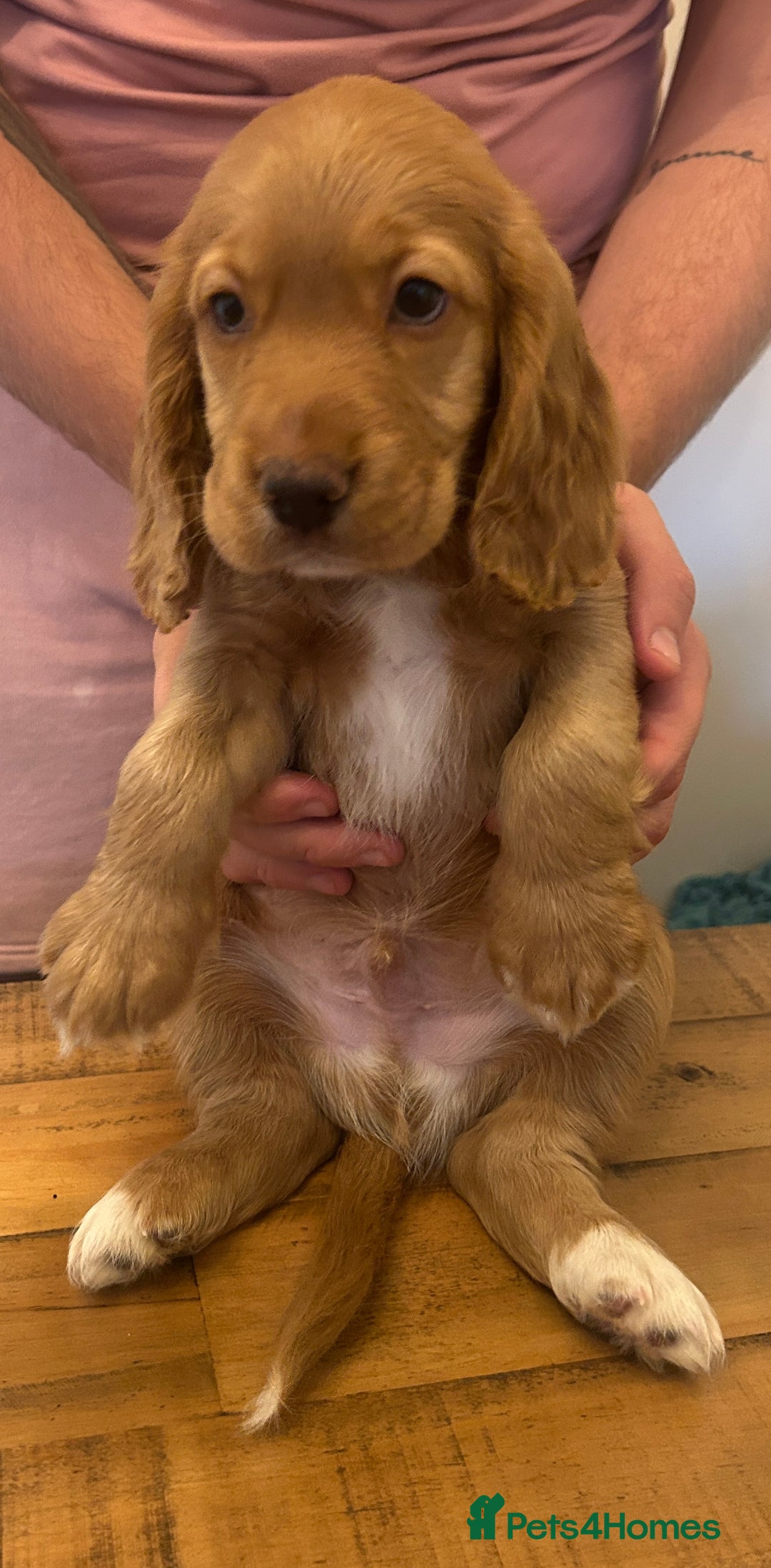 Cocker Spaniel dogs for sale: Our last pup ready to go!  - Image 3