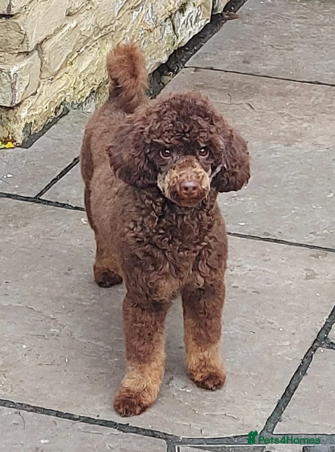 Toy Poodle dogs for stud: KC Reg Fully Health Tested Chocolate Phantom Toy in Southampton - Advert 5