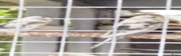 Budgerigars birds for sale: Baby buggies  - Advert 2