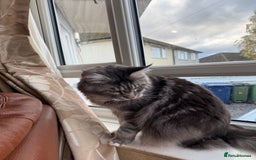 Maine Coon cats for sale: GCCF Pedigree Russian line Maine Coon - Advert 14