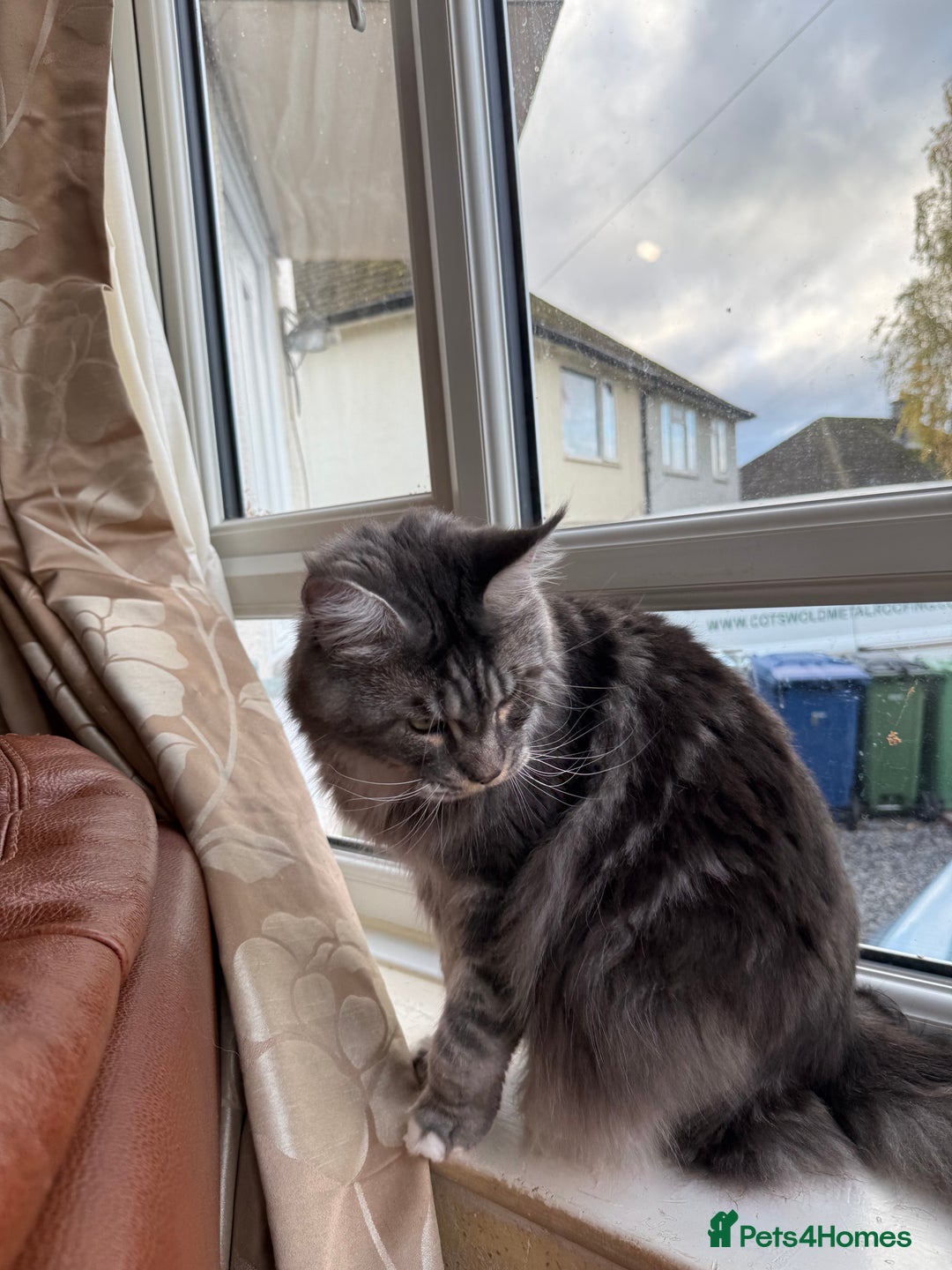 Maine Coon cats for sale: GCCF Pedigree Russian line Maine Coon - Advert 14