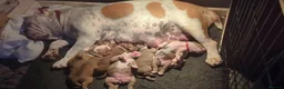 Mixed Breed dogs for sale: Olde tyme bulldog X boxer in Tredegar - Advert 14