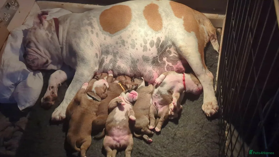 Mixed Breed dogs for sale: Olde tyme bulldog X boxer in Tredegar - Advert 14