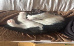 Mixed Breed cats for sale: Two beautiful boys ready for a new home  - Image 2