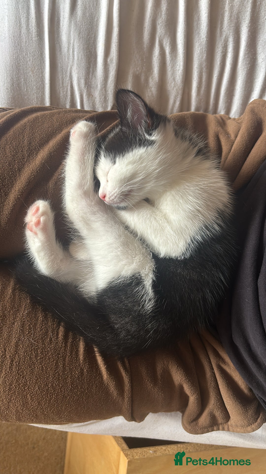 Mixed Breed cats for sale: Two beautiful boys ready for a new home  - Image 2