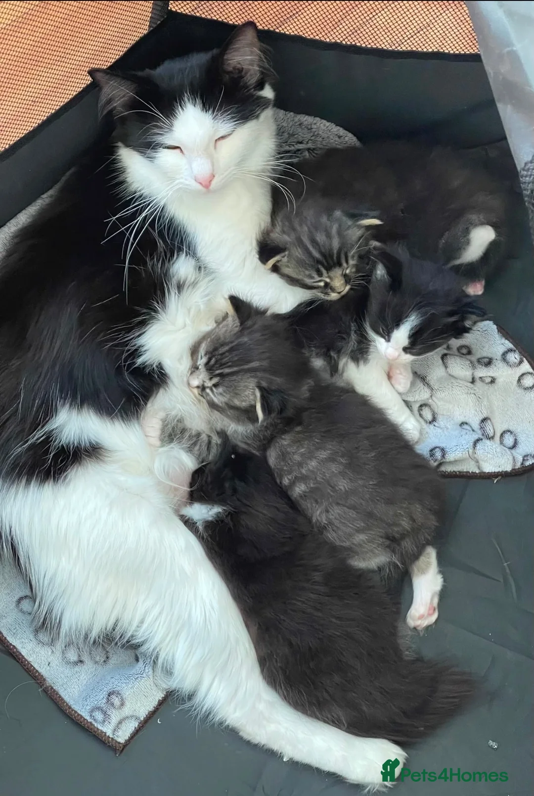 Mixed Breed cats for sale: Cross breed Ragdoll Kittens in Stirling - Advert 8
