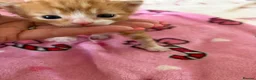 Mixed Breed cats for sale: Beautiful kittens  - Advert 13