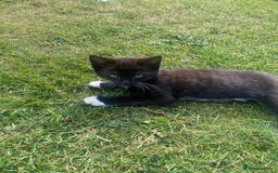British Shorthair cats for sale: Gorgeous British shorthair kittens  - Image 4