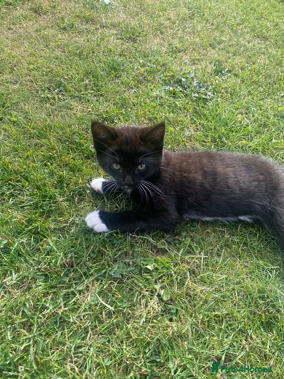 British Shorthair cats for sale: Gorgeous British shorthair kittens  - Image 4