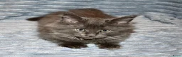 Maine Coon cats for sale: Maine Coon Kittens looking for their forever home - Advert 5