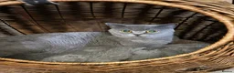 British Shorthair cats for sale: READY NOW / Adorable Blue kittens - Advert 12