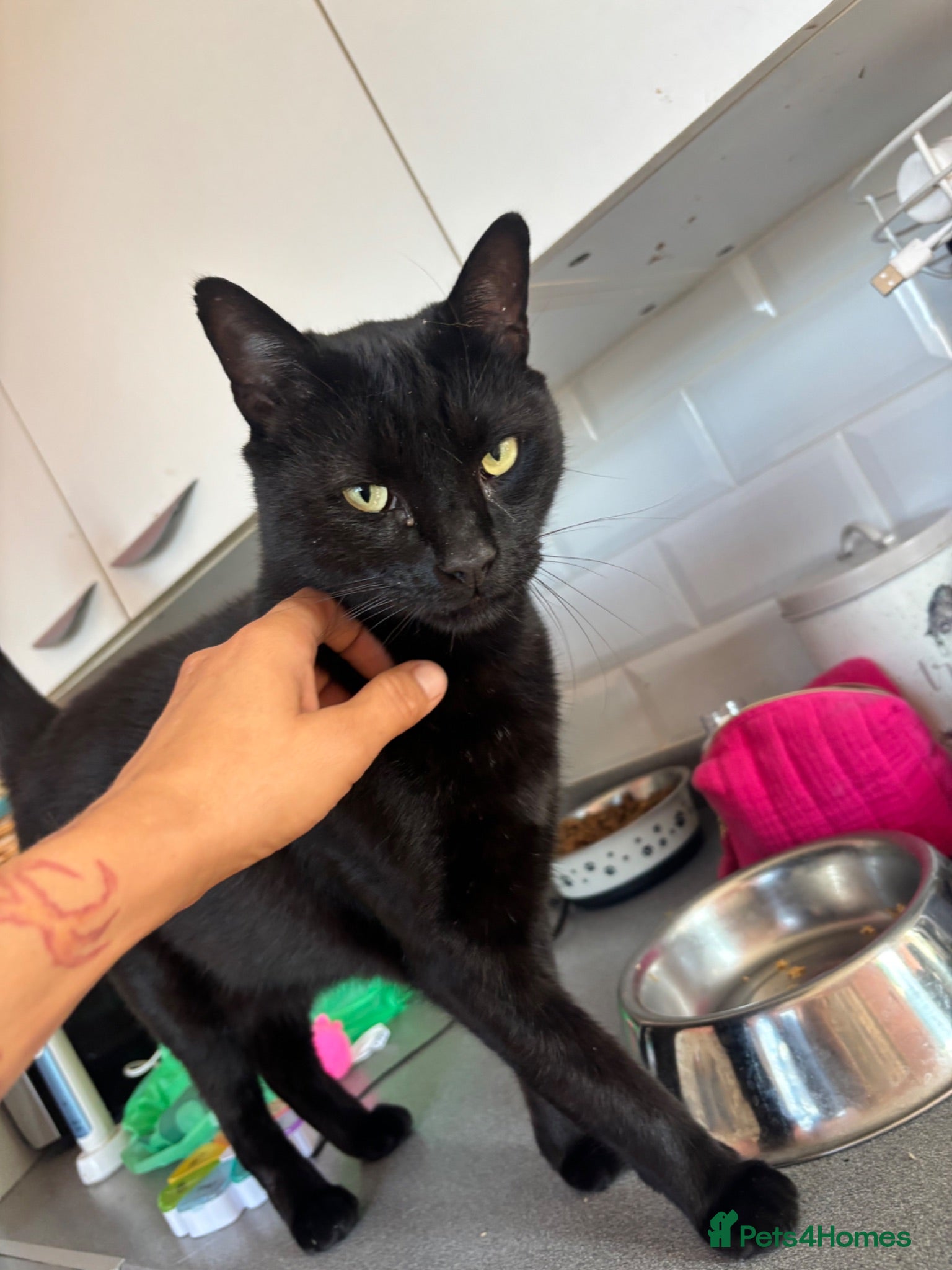 Domestic Shorthair cats Bugsy - Advert 1