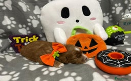 Cockapoo dogs for sale: 5 🌟 fox red cockapoo babies  ready  🏠 now 🐶 - Image 5