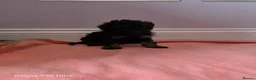Toy Poodle dogs for sale: Ready to go Exceptional Toy poodles for sale - Advert 2