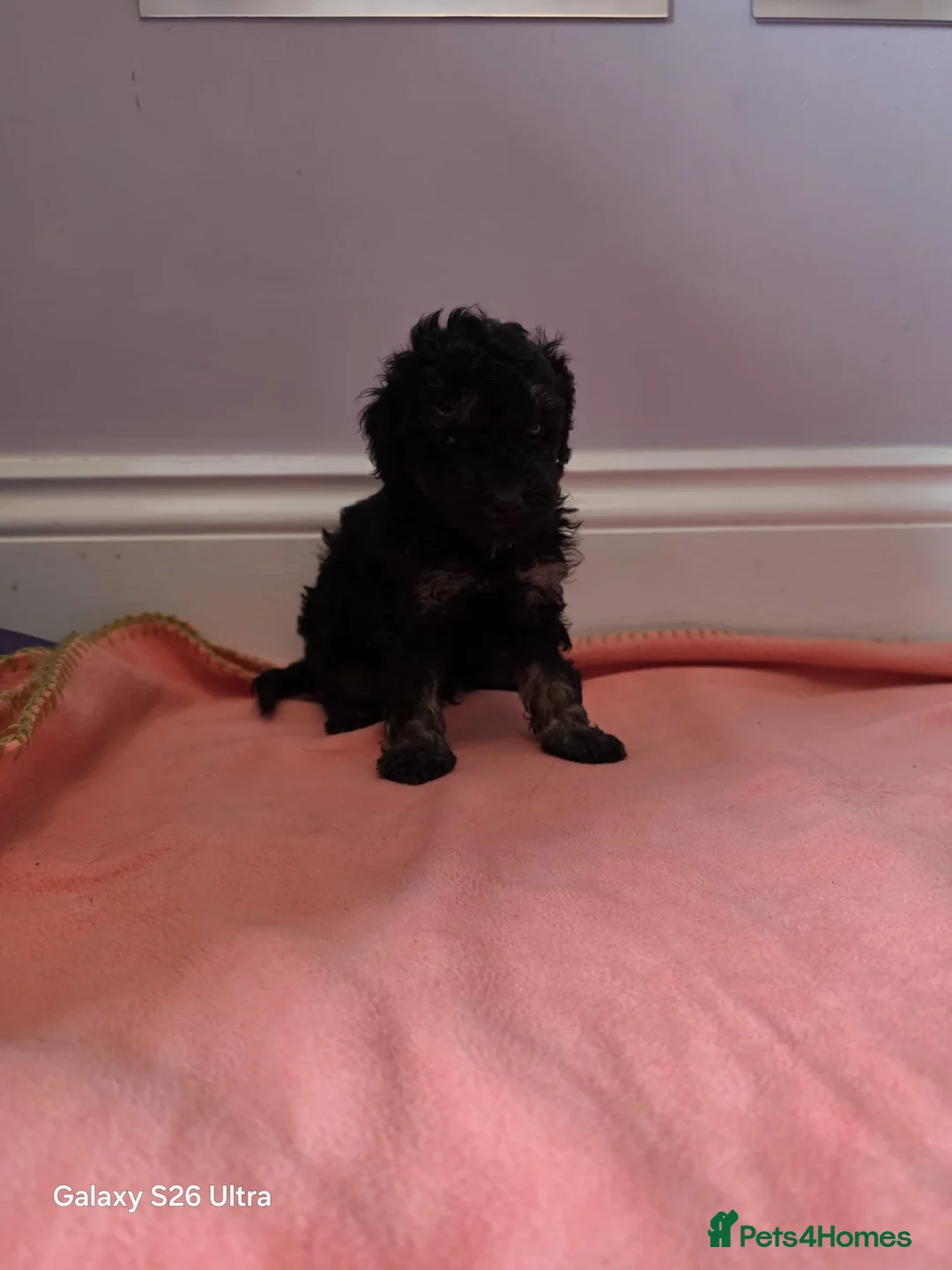 Toy Poodle dogs for sale: Ready to go Exceptional Toy poodles for sale - Advert 2