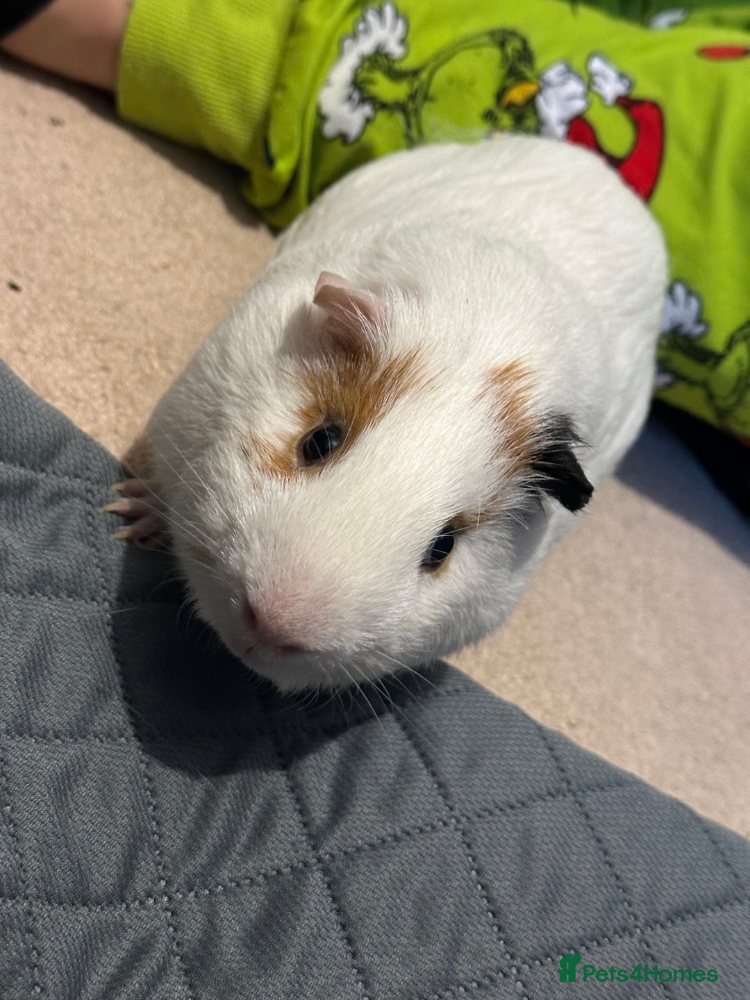 Guinea Pig rodents for sale: Male guinea pig. Collection only.  - Advert 4