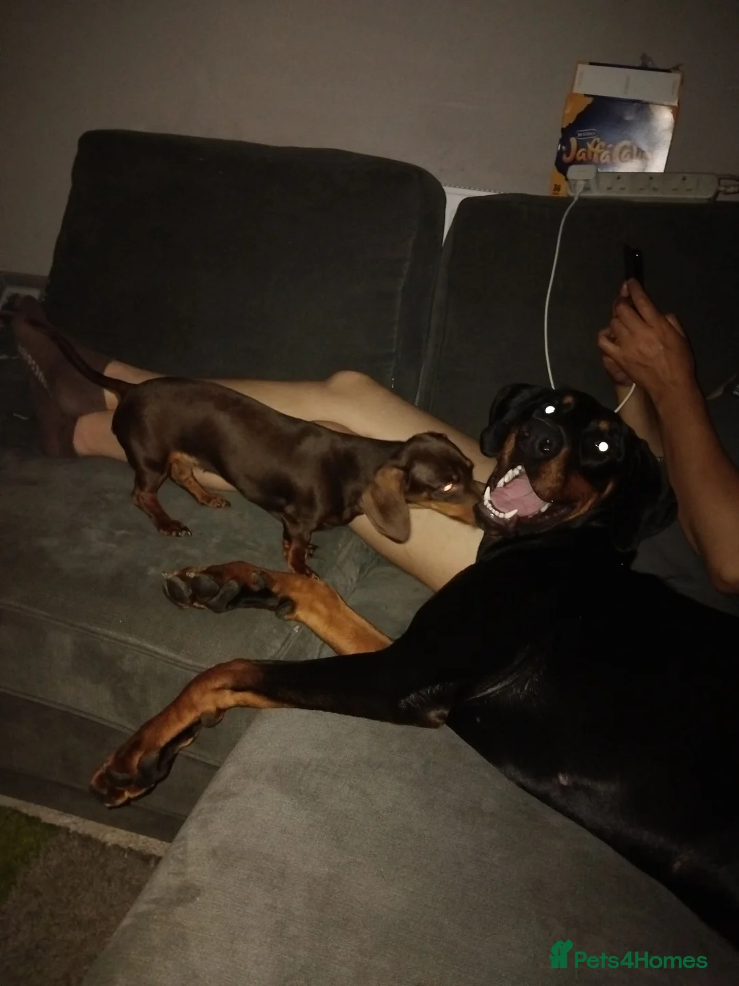 Dobermann dogs for sale: Doberman  female  9 month old - Advert 2