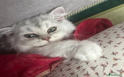 Persian cats for sale: Pure Persian Chinchilla kittens - Image 15