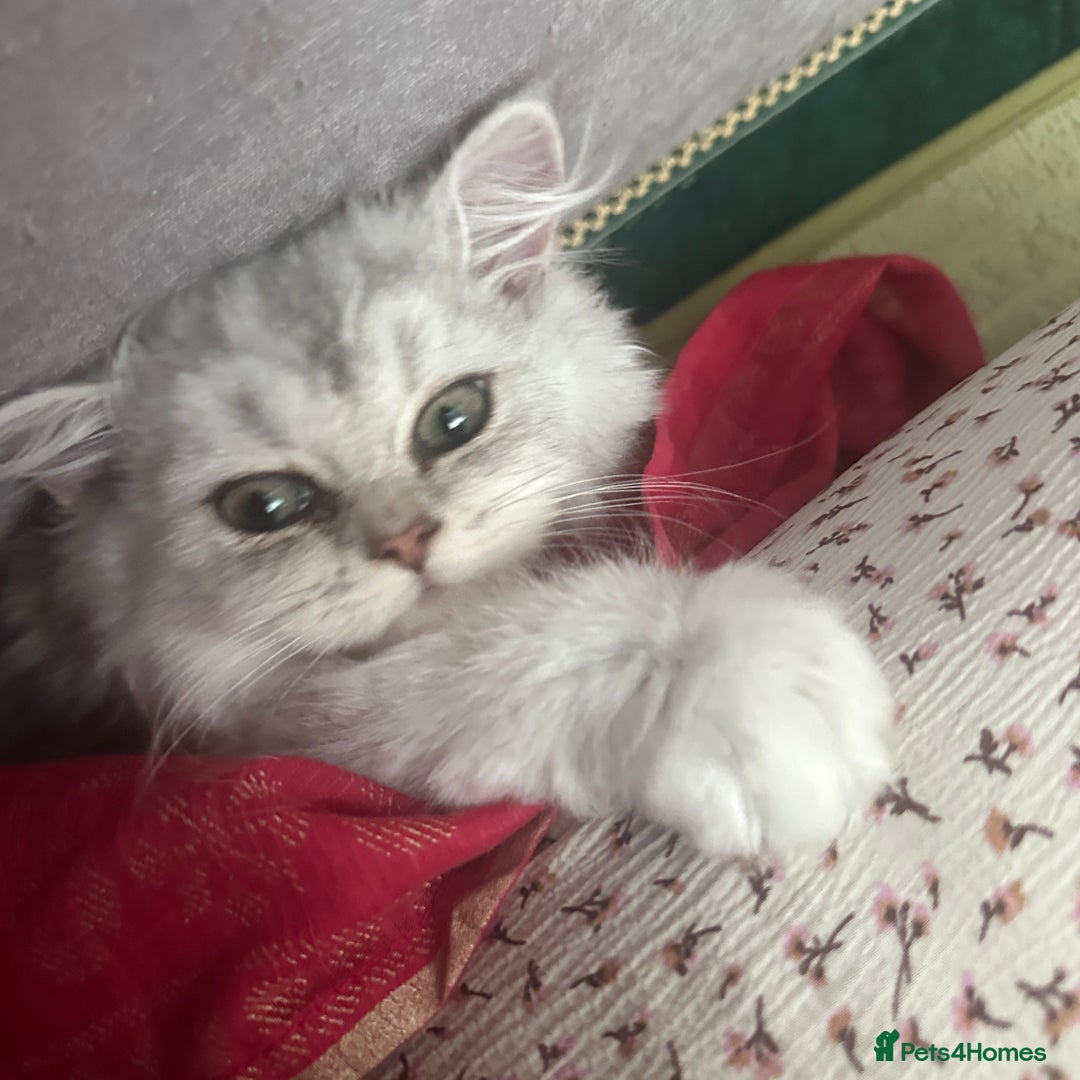 Persian cats for sale: Pure Persian Chinchilla kittens - Image 15
