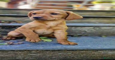 Labrador Retriever dogs - Advert 11