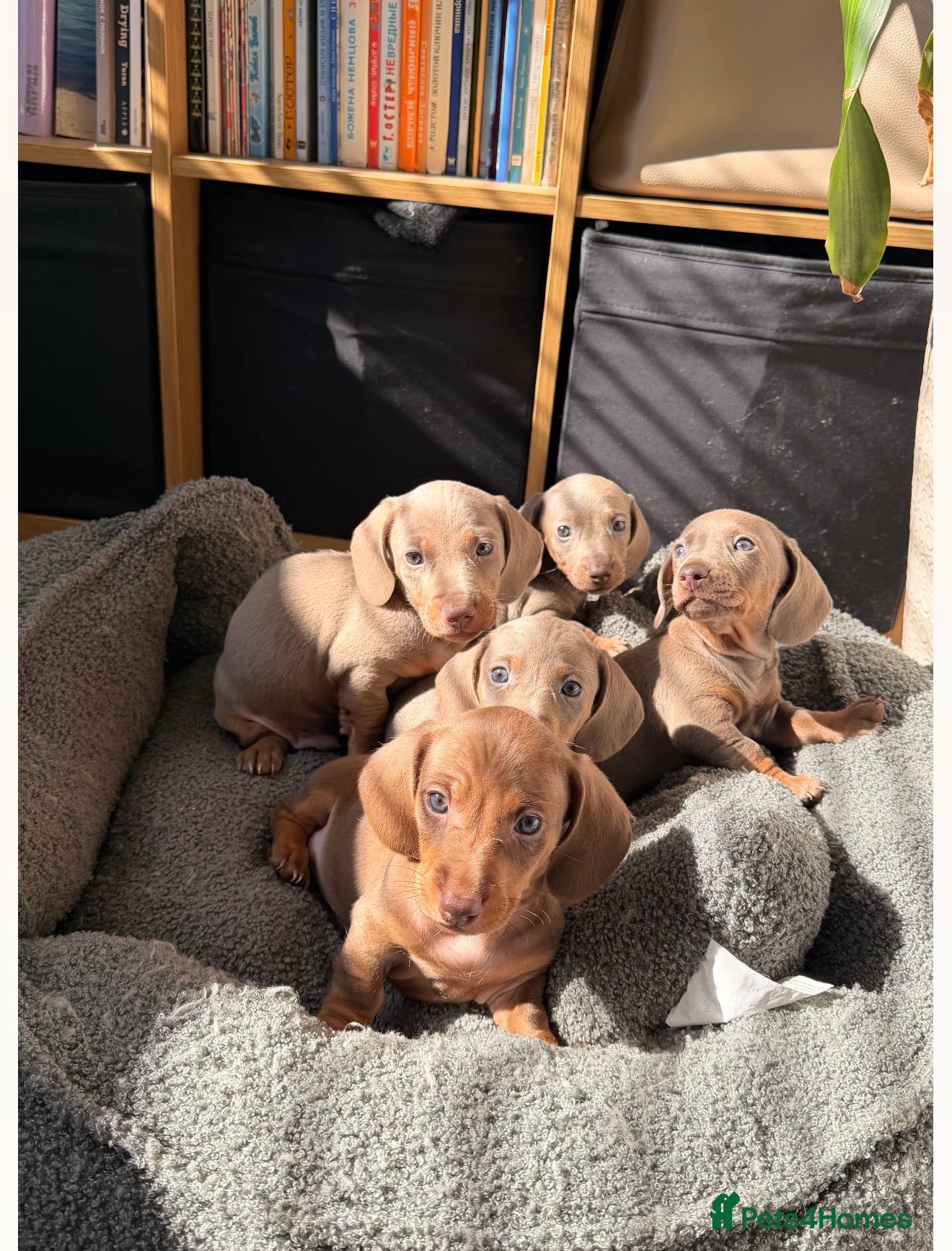 Miniature Dachshund dogs KC registered miniature dachshund  - Advert 2