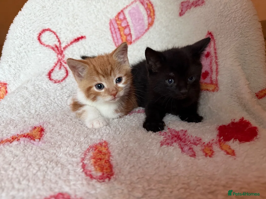 Domestic Shorthair cats for sale: 2 Beautiful Kittens Looking For Forever Home - Advert 1