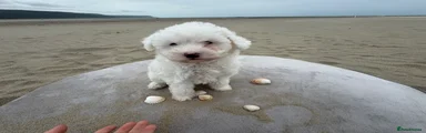 Bichon Frise Puppy 1